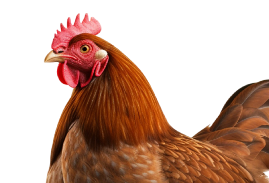 Happy Egg Legbar